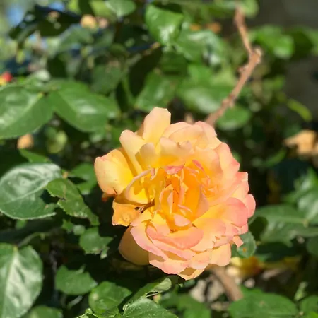 I Mori Feriegård Cingoli